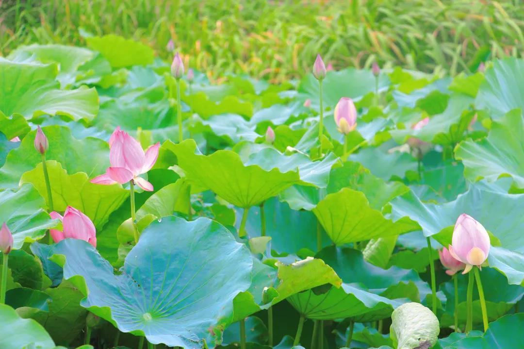 微信图片_20210626165903.jpg